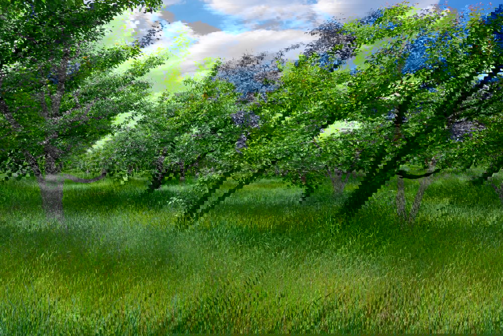 Similar – Image, Stock Photo meadow Meadow Grass Nature
