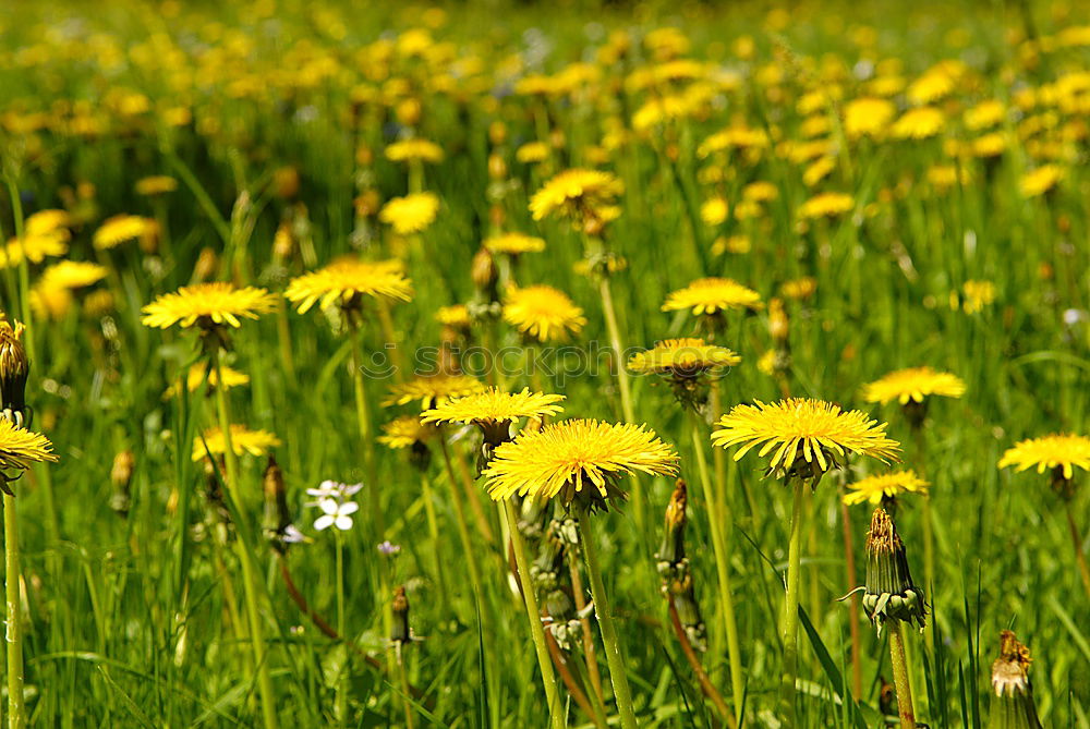 Similar – spring meadow Spring