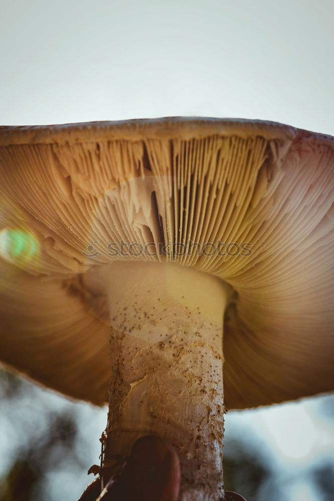 Tree mushrooms in the rain