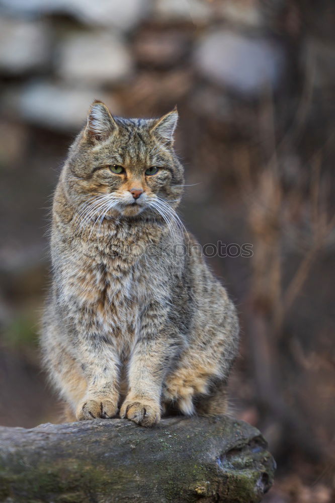 Similar – European wildcat portrait close up