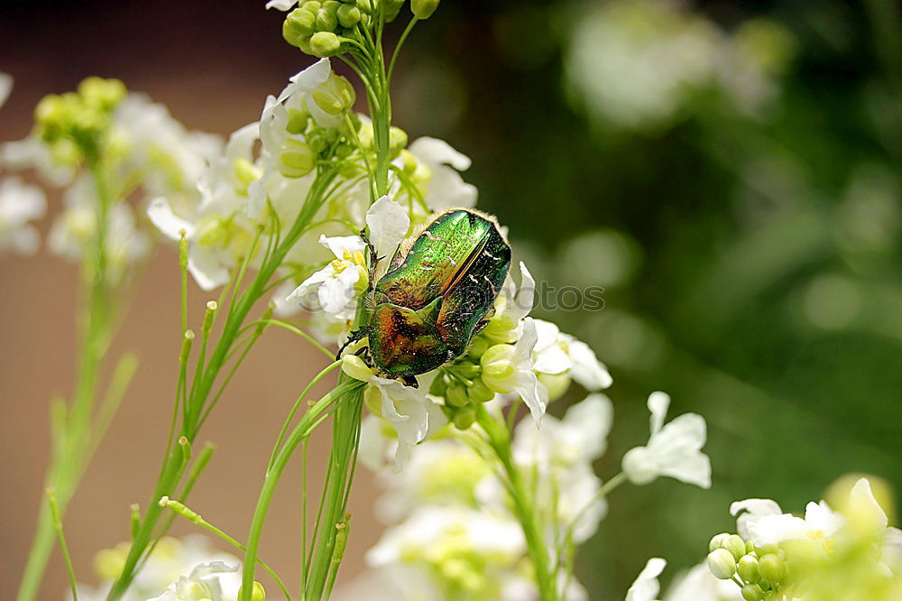 Similar – Image, Stock Photo Iridescent Scarab on Flower