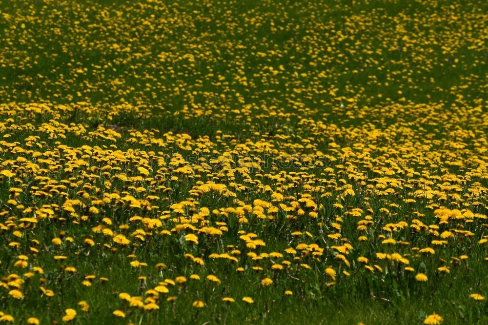 Similar – Image, Stock Photo Nature vs. Civilisation