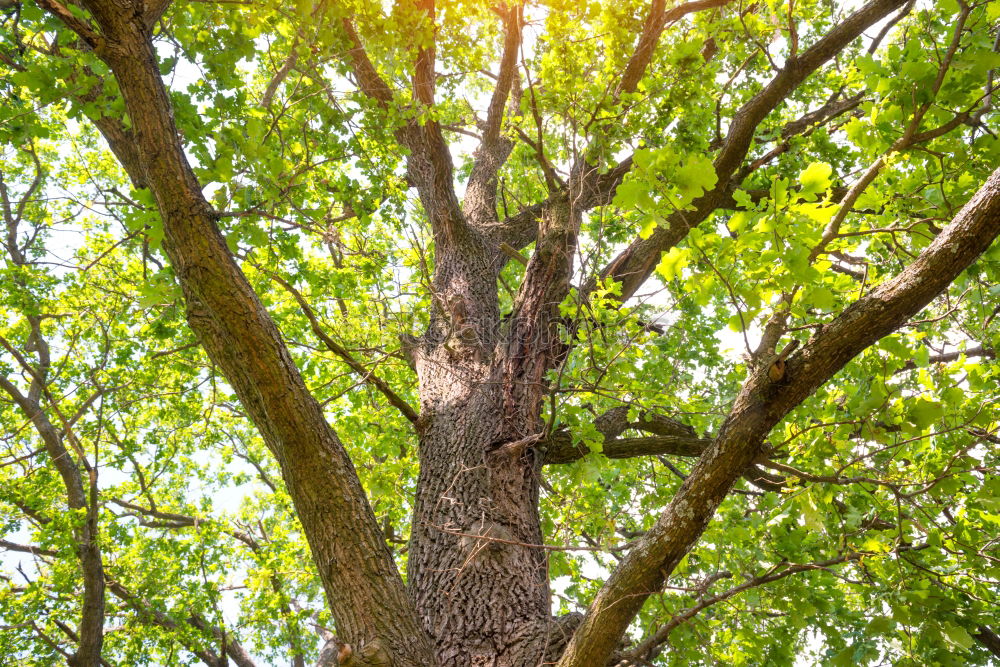 Similar – Foto Bild Lichterkette Sommer Baum