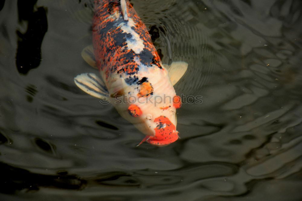 Similar – Flying bubbles III Fish