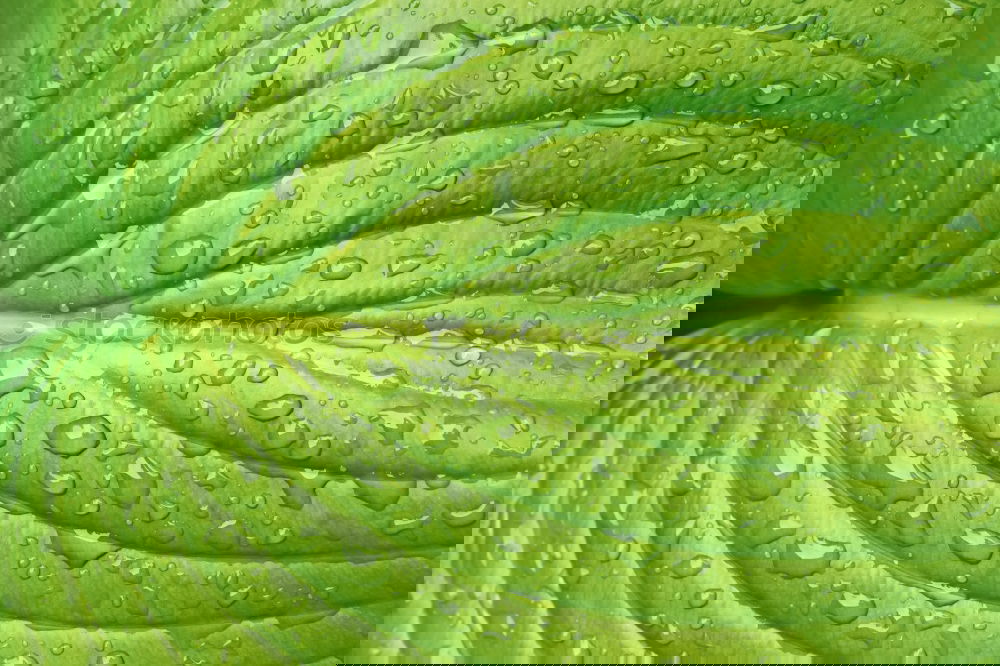 Similar – Image, Stock Photo two limes, one’s got it.