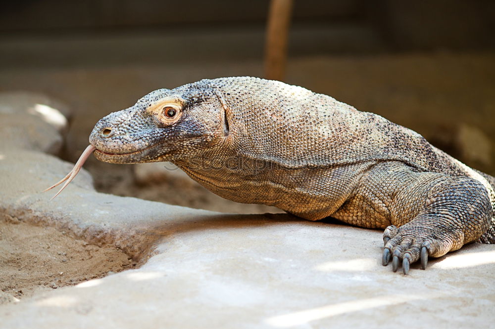 Similar – Foto Bild howard carpendale Tier Zoo