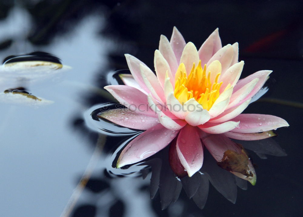 water lily splendour Water