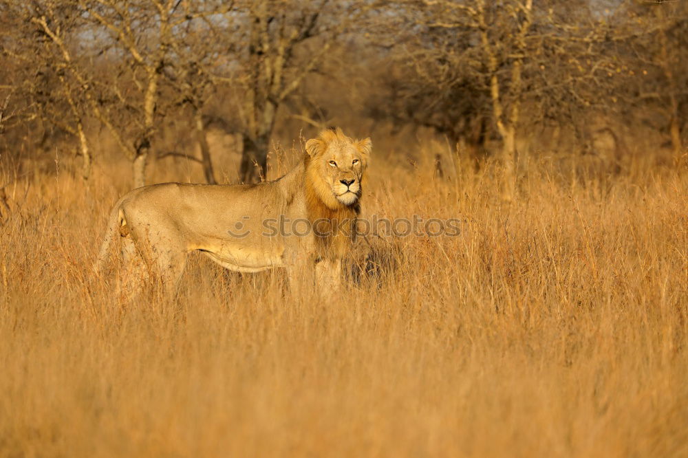 Similar – lions field Africa