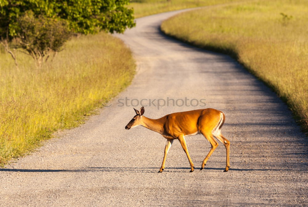 Similar – deer stag in the woods