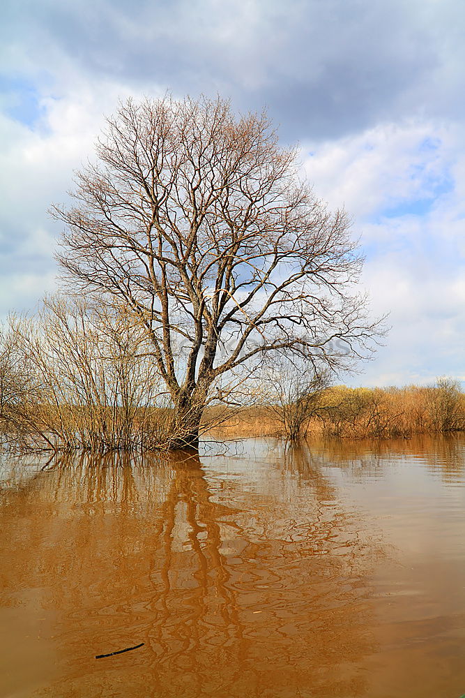 Similar – Image, Stock Photo Bodden Boddenlandscape NP