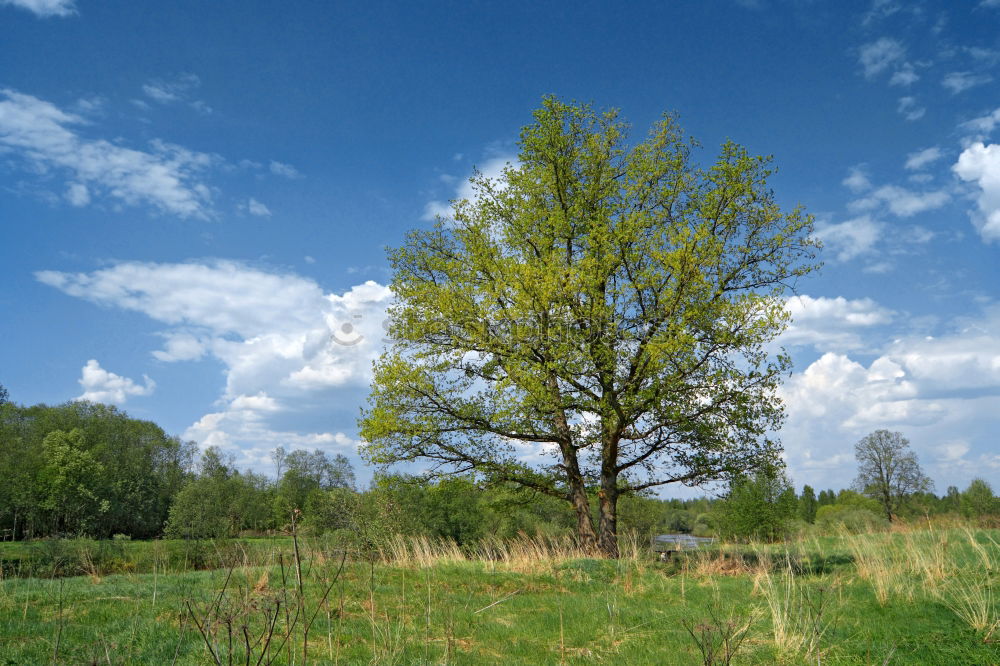 Similar – tree_2 Meadow Field