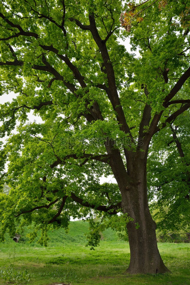 Similar – Der grüne Baum Eiche Park