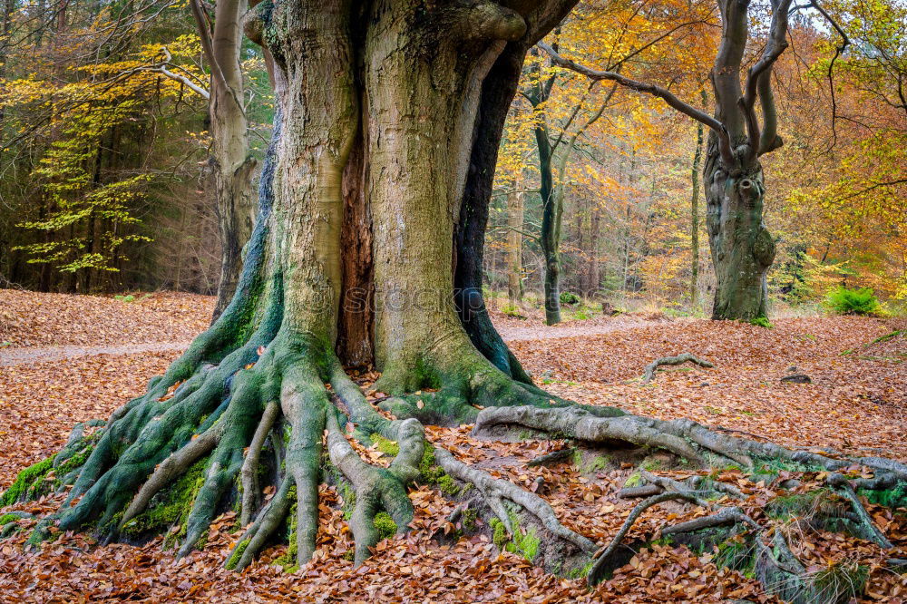 Similar – Image, Stock Photo Stones overgrown with green moss lie in the bed of the Ilse, the leaves of the slowly autumnal coloring trees are reflected in the water