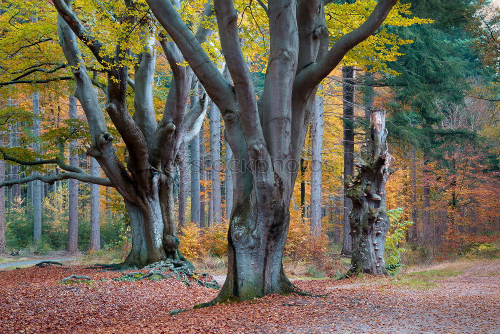 Image, Stock Photo autumn tunnel Senses