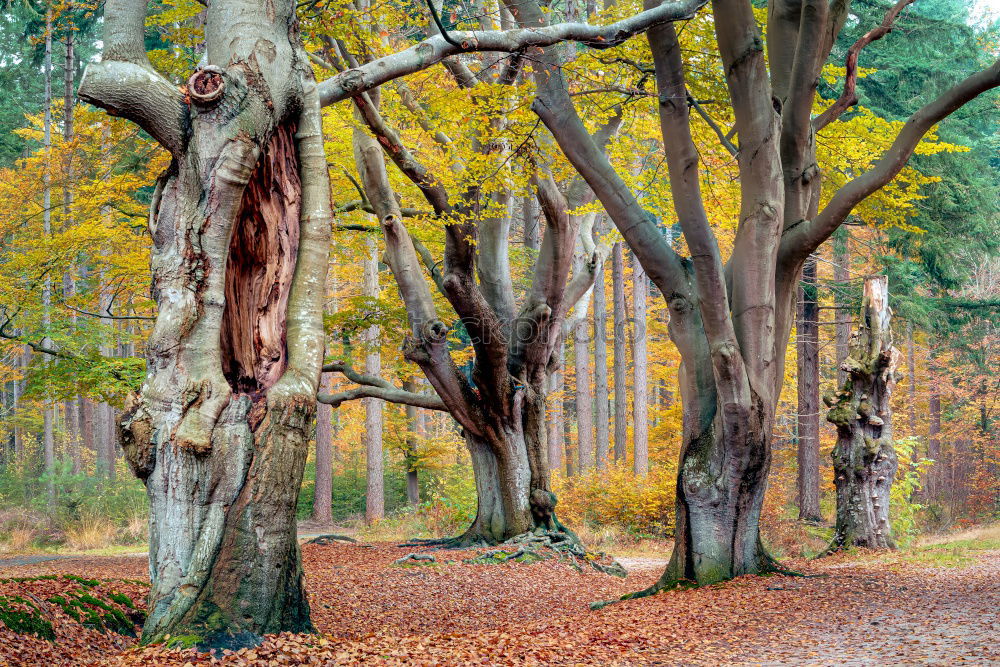 Similar – Geäst Umwelt Natur