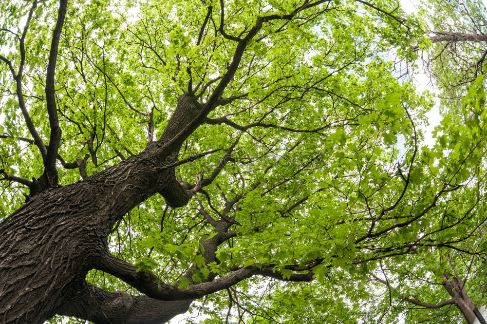 Similar – green stuff Tree Lake Park