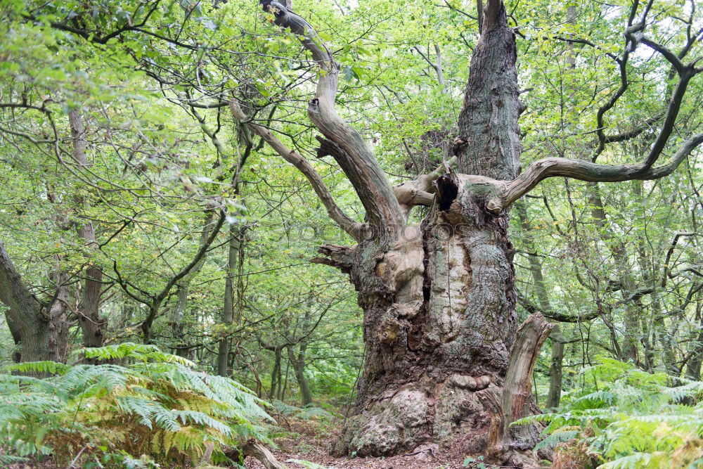 Similar – Buche und Moos Baum