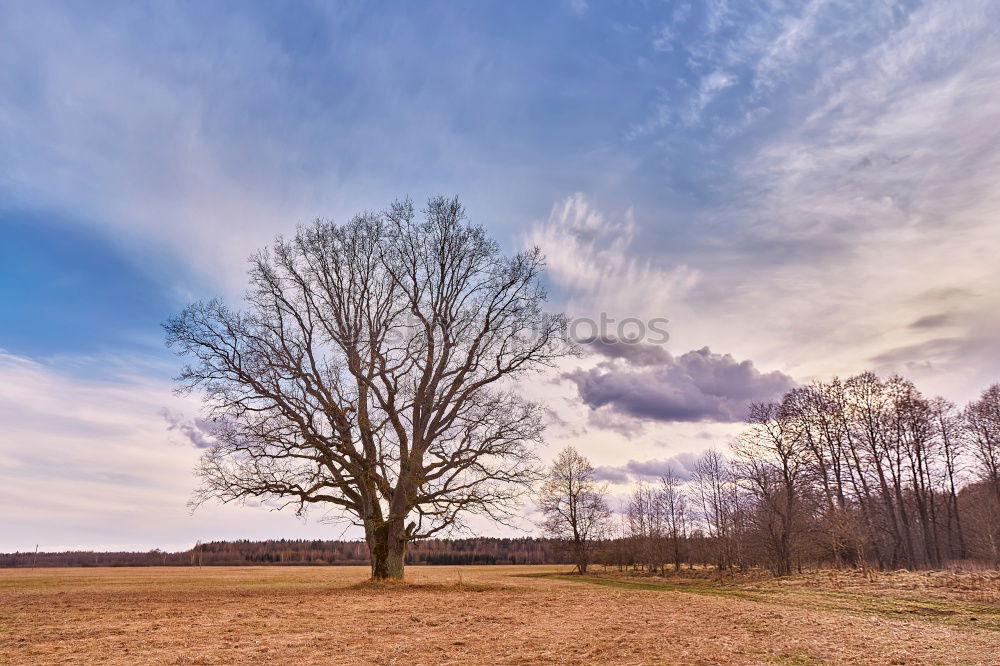 Similar – Image, Stock Photo Alter Ahorn, old maple