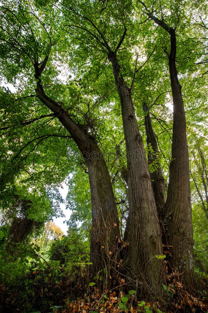 Similar – Foto Bild Umgefallen Umwelt Natur