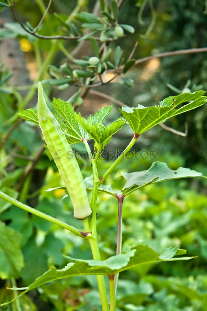 Similar – Chafer on Leaf Environment