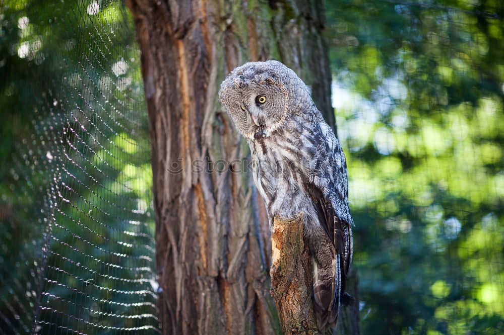 Similar – Image, Stock Photo Eagle owl approaching