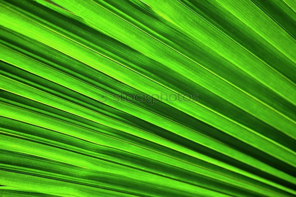 Similar – Image, Stock Photo Tulips Leaves Nature Plant