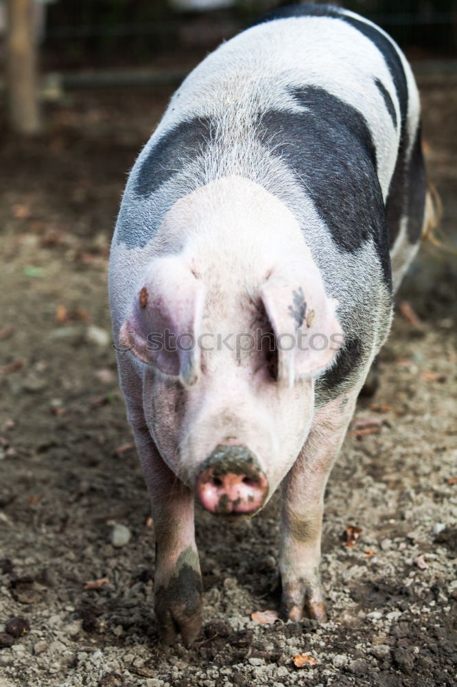 Similar – Foto Bild Dem Glück ins Auge schauen