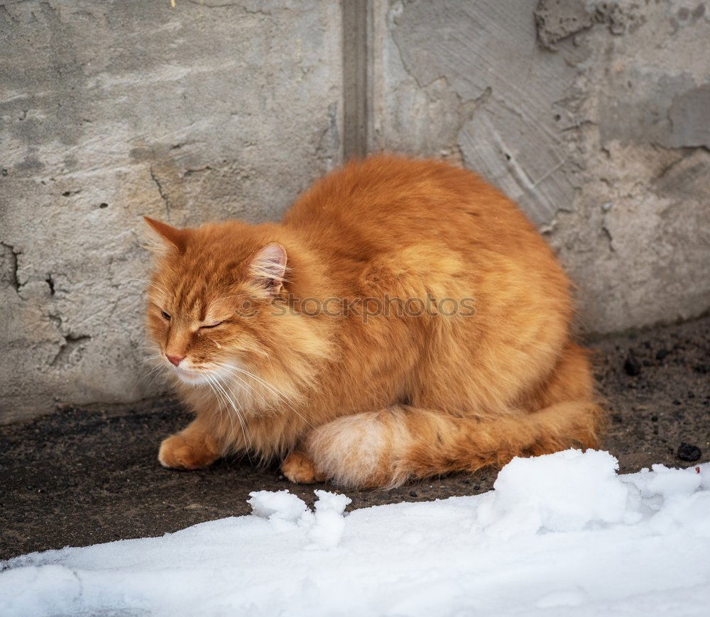 Similar – Image, Stock Photo Meow! Elegant Winter Ice