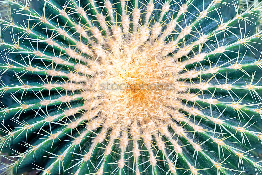 Similar – cactus Cactus Green Plant