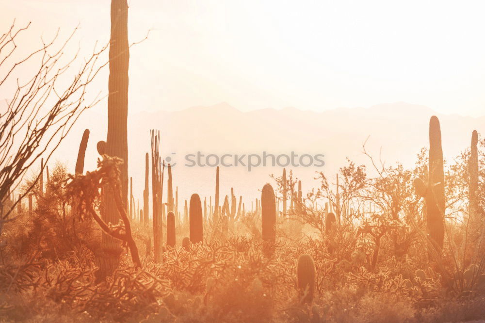 Similar – Image, Stock Photo Mojave Desert near Route 66 in California