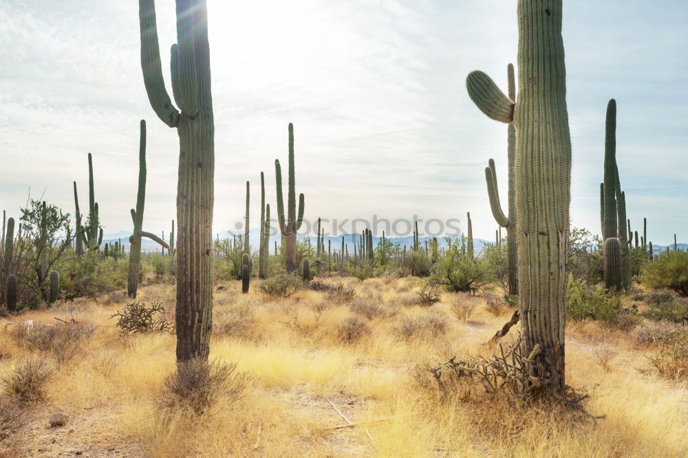 Similar – Cactus Garden