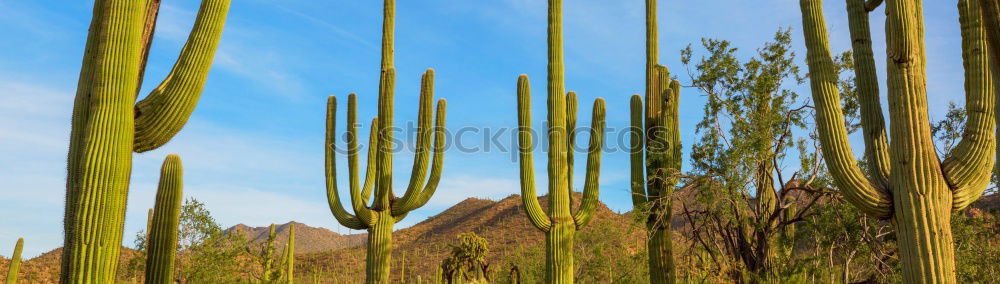 Similar – Image, Stock Photo summer Grass Beach Coast