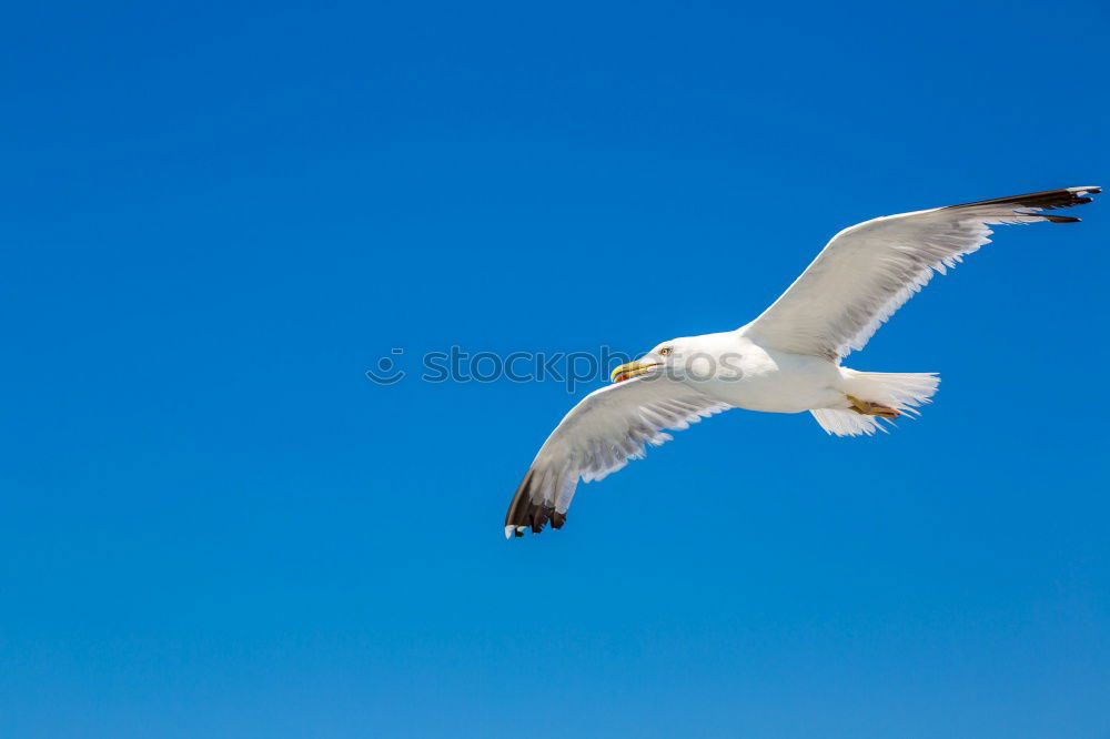 Similar – Morgenmöwe Möwe Vogel Meer