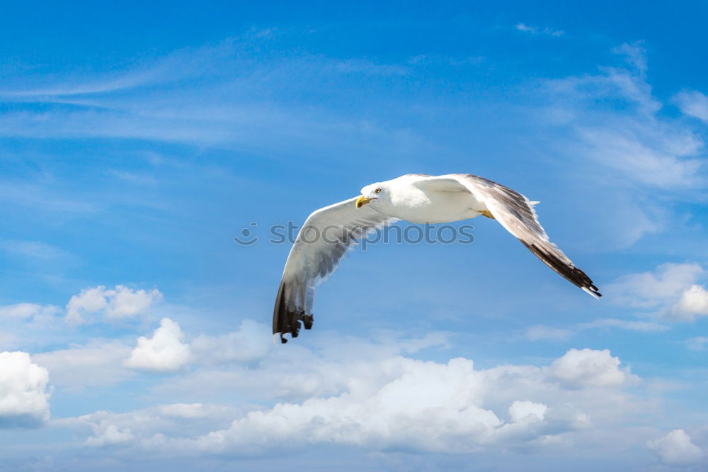 Similar – Foto Bild Möwe 2 weiß Meer Vogel