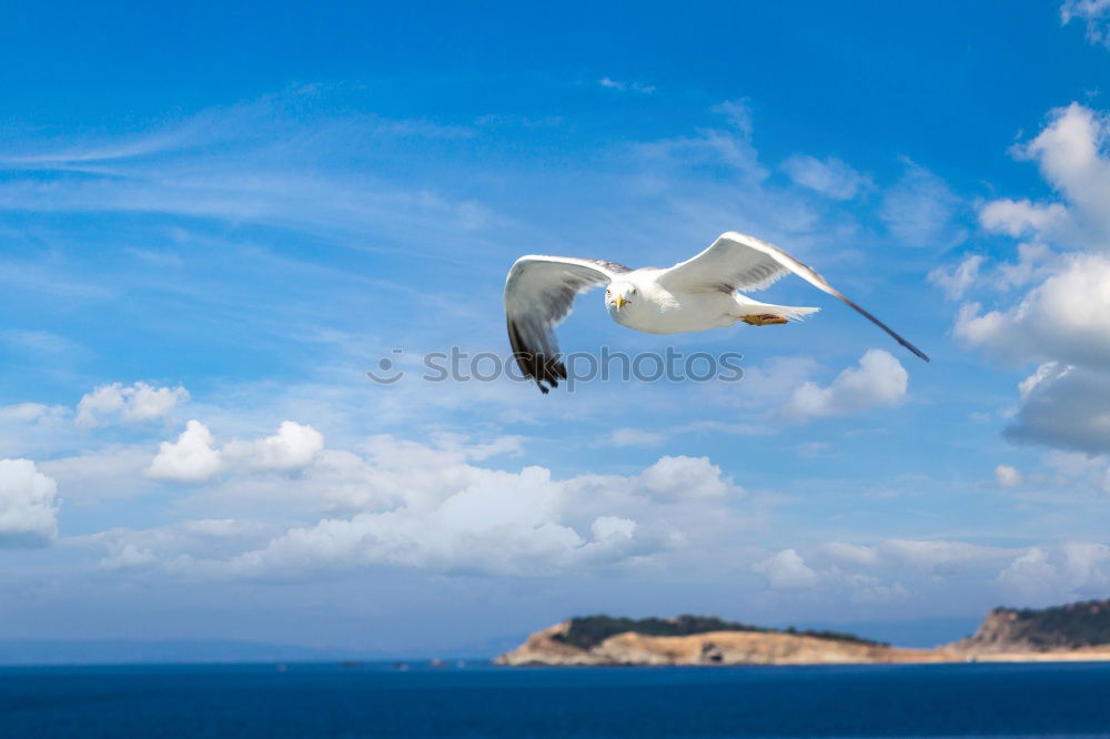 Similar – Image, Stock Photo seagull Life Summer Nature