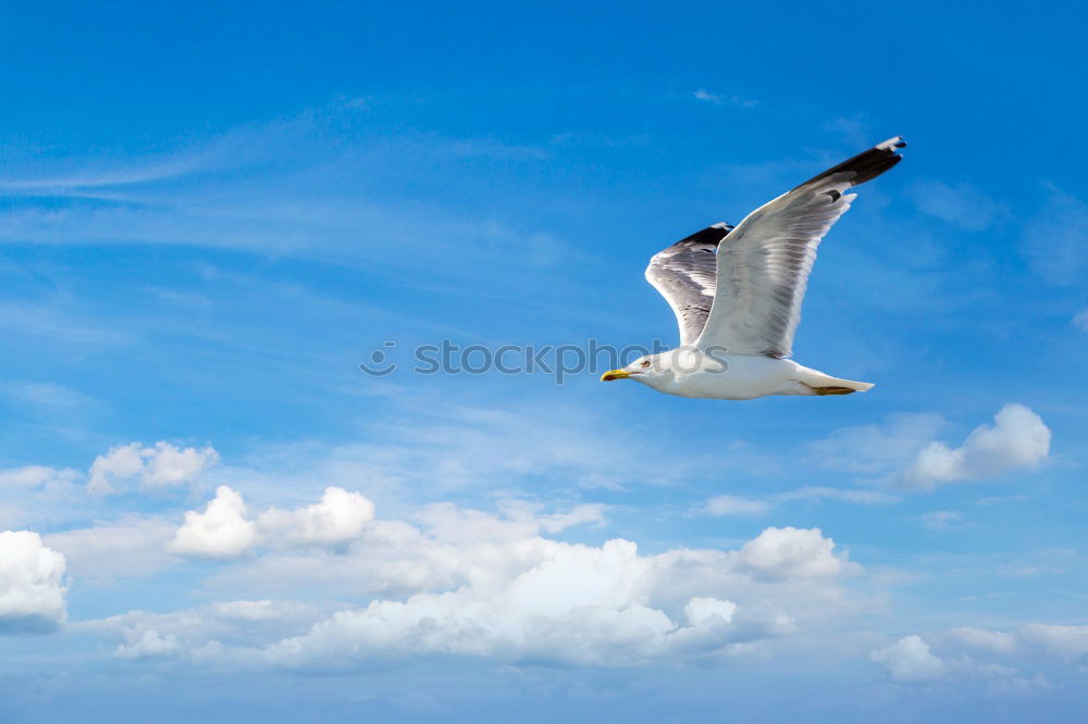 Similar – Foto Bild Usedom Birds Mensch 1
