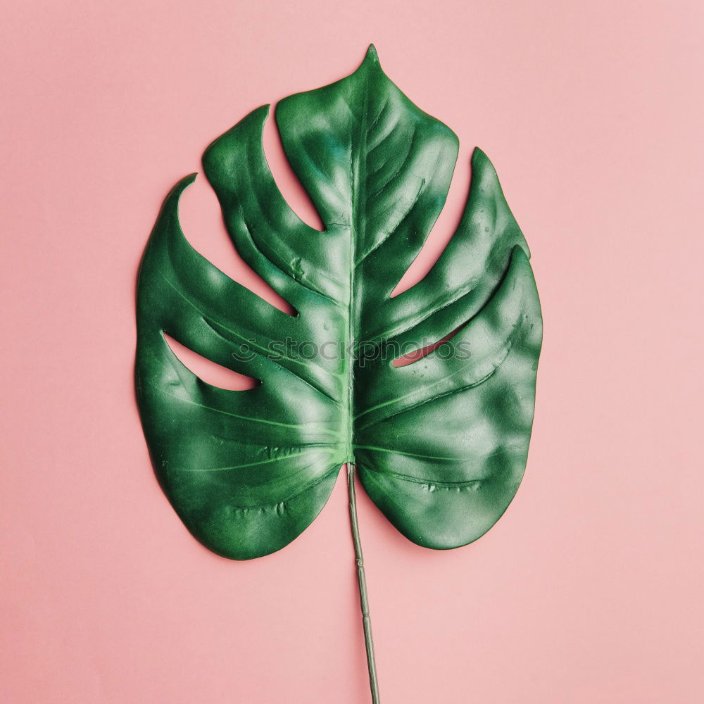 Similar – Image, Stock Photo White sheet of paper & the leaf of a monstera on pink background