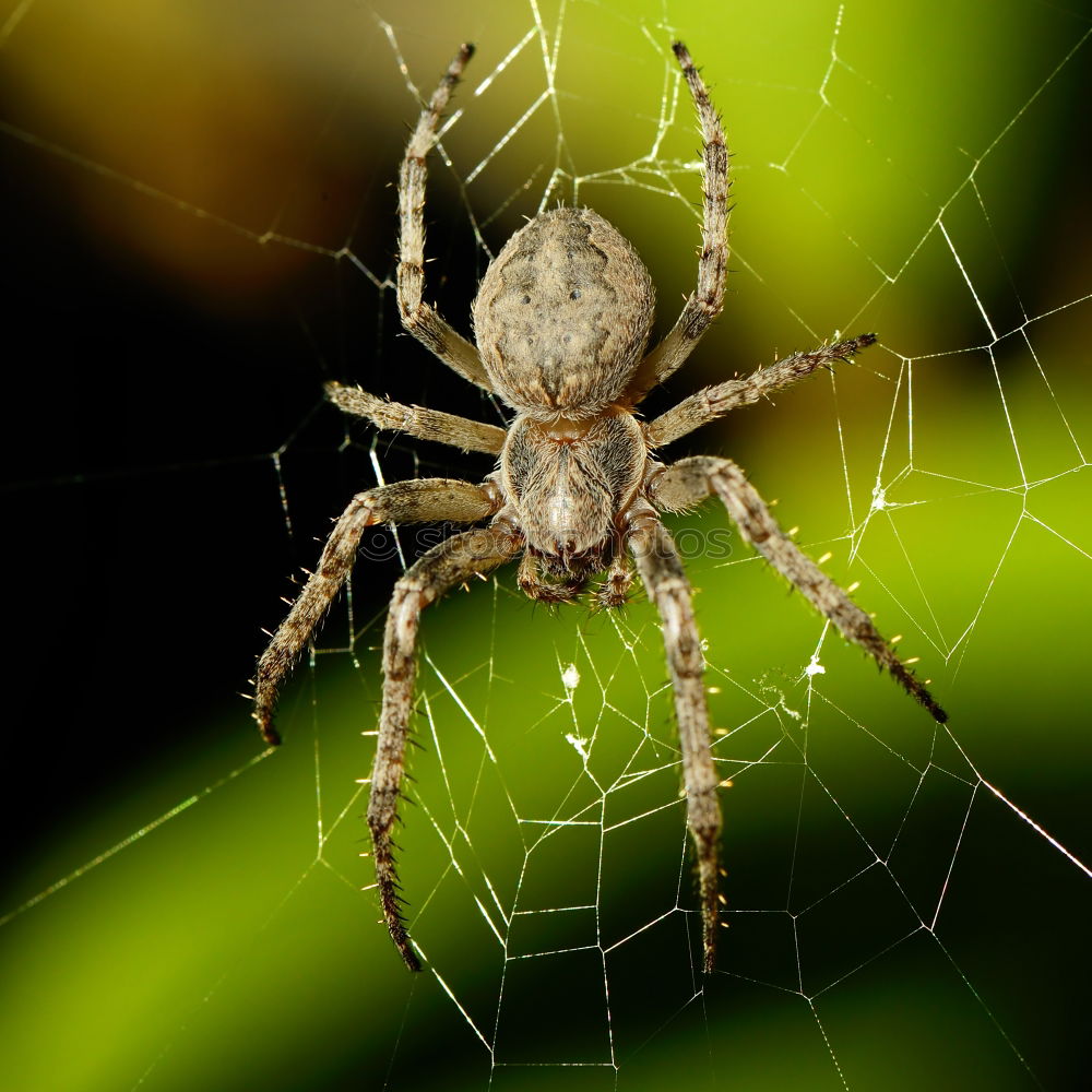 Similar – Image, Stock Photo Nursery Web Spider Sitting On Green Leaf In Garden