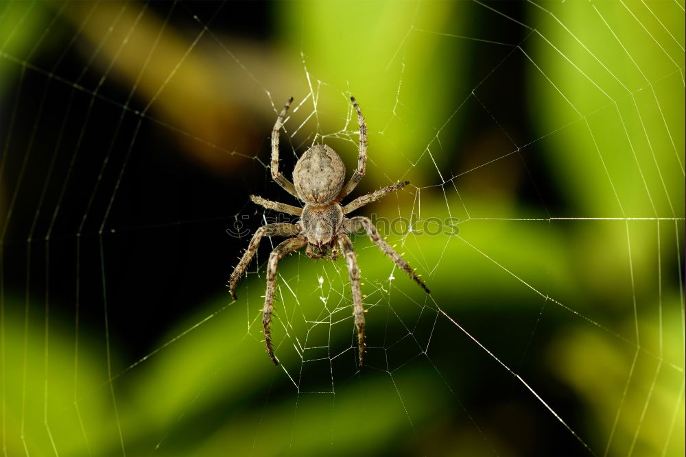 Image, Stock Photo Nursery Web Spider Sitting On Green Leaf In Garden