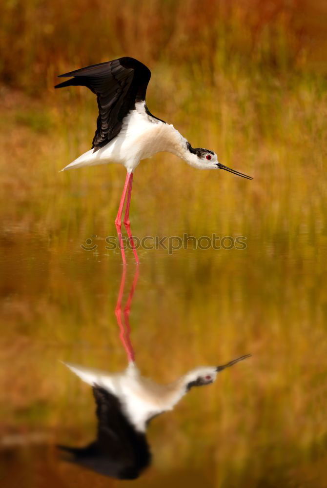 Similar – Stilt in a pond looking