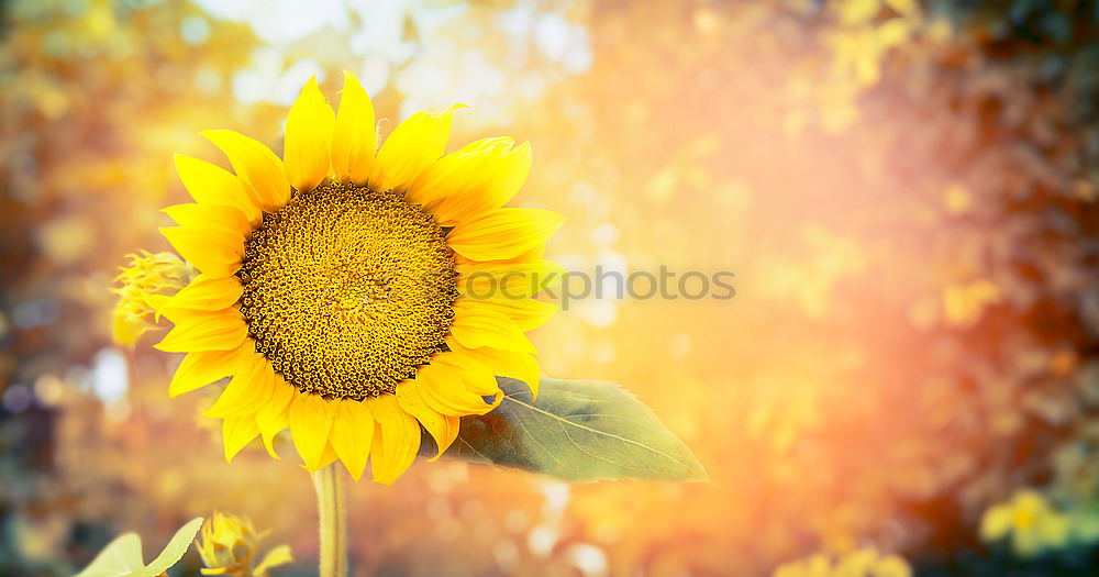 Similar – Image, Stock Photo sun salutation Nature