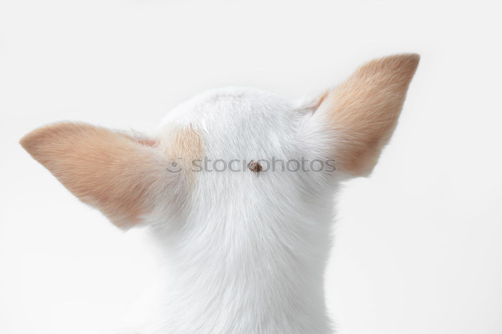 Similar – Image, Stock Photo truce. Animal Pet Dog