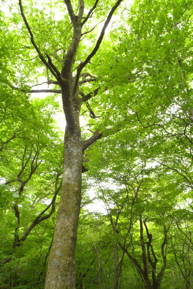 Similar – Image, Stock Photo Green Lung Colour photo