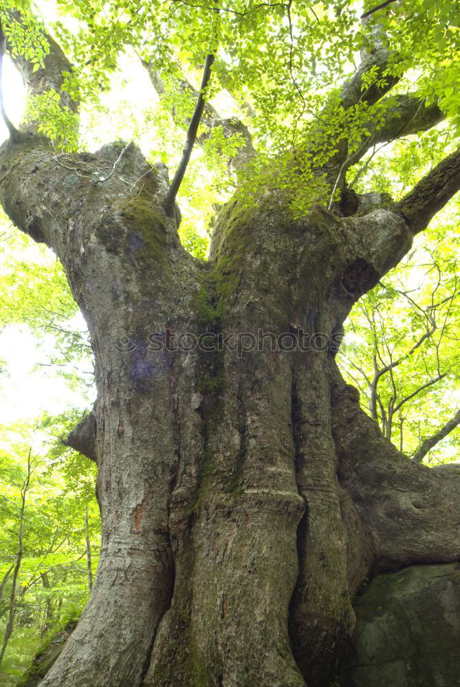 Similar – Trees springen trees high