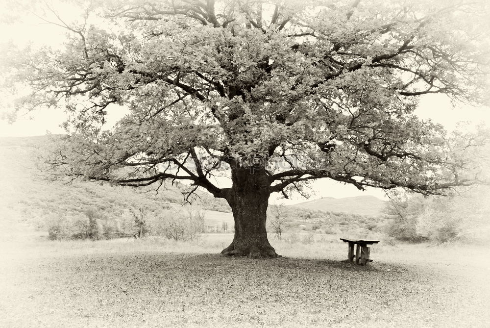 Similar – Tree with bench Cold