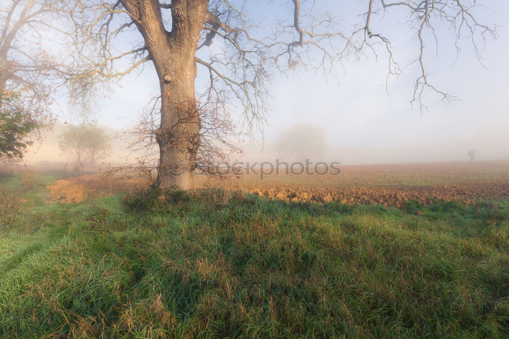 Similar – morning fog Fog Sunrise