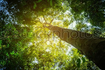 Similar – Image, Stock Photo ascent Environment Nature