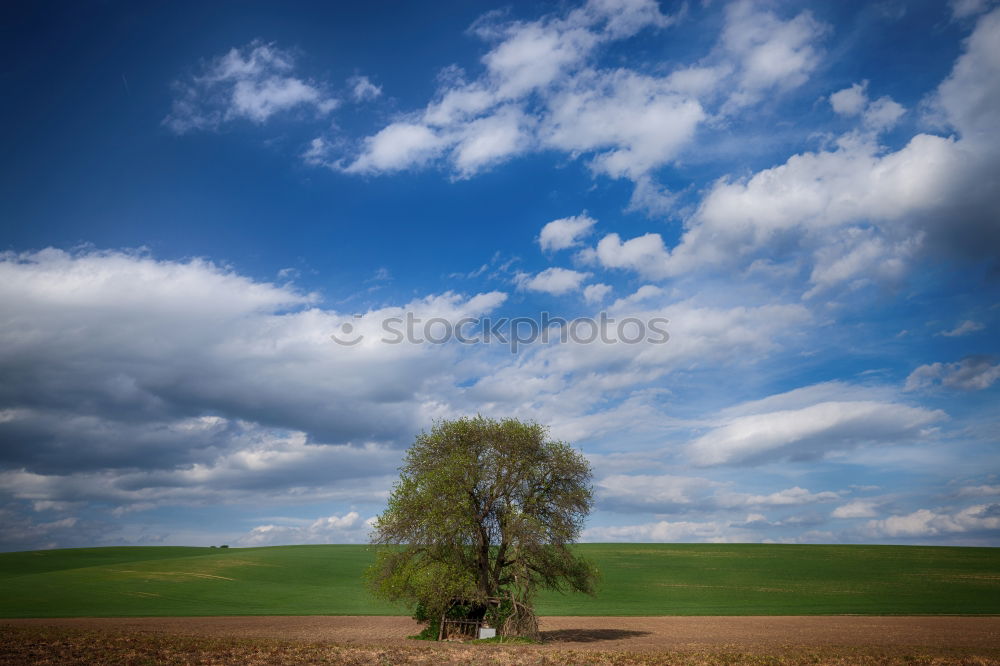 Image, Stock Photo track marshal Tree Autumn