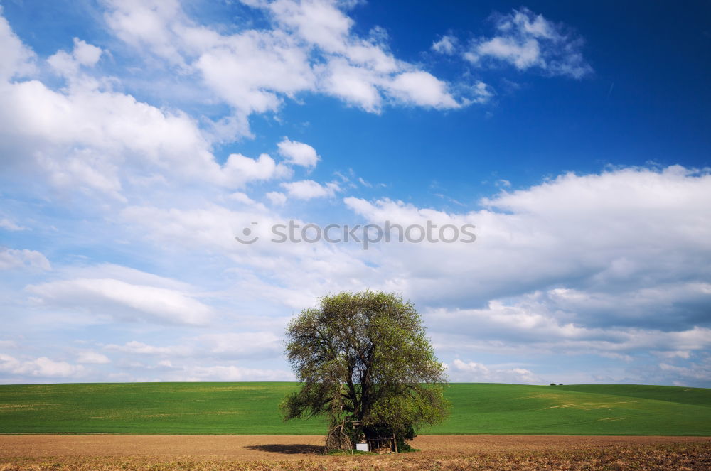 Similar – Image, Stock Photo moon tree Tree Meadow