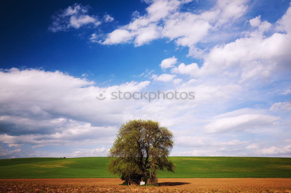 Similar – Image, Stock Photo moon tree Tree Meadow